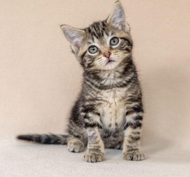 Little Chickadee can't wait to be adopted into her fur-ever home with her sister, Dove!