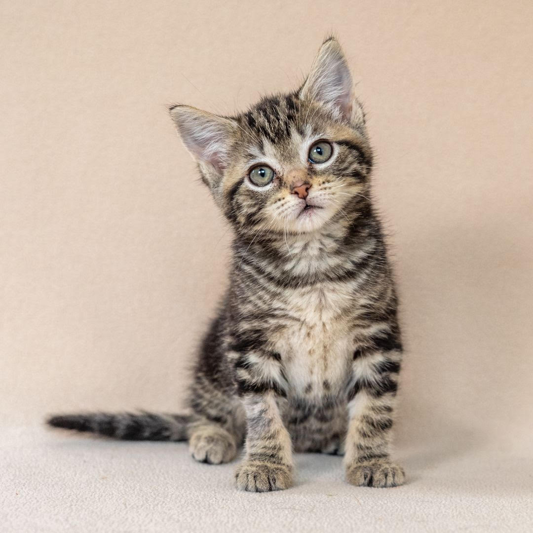 adopt