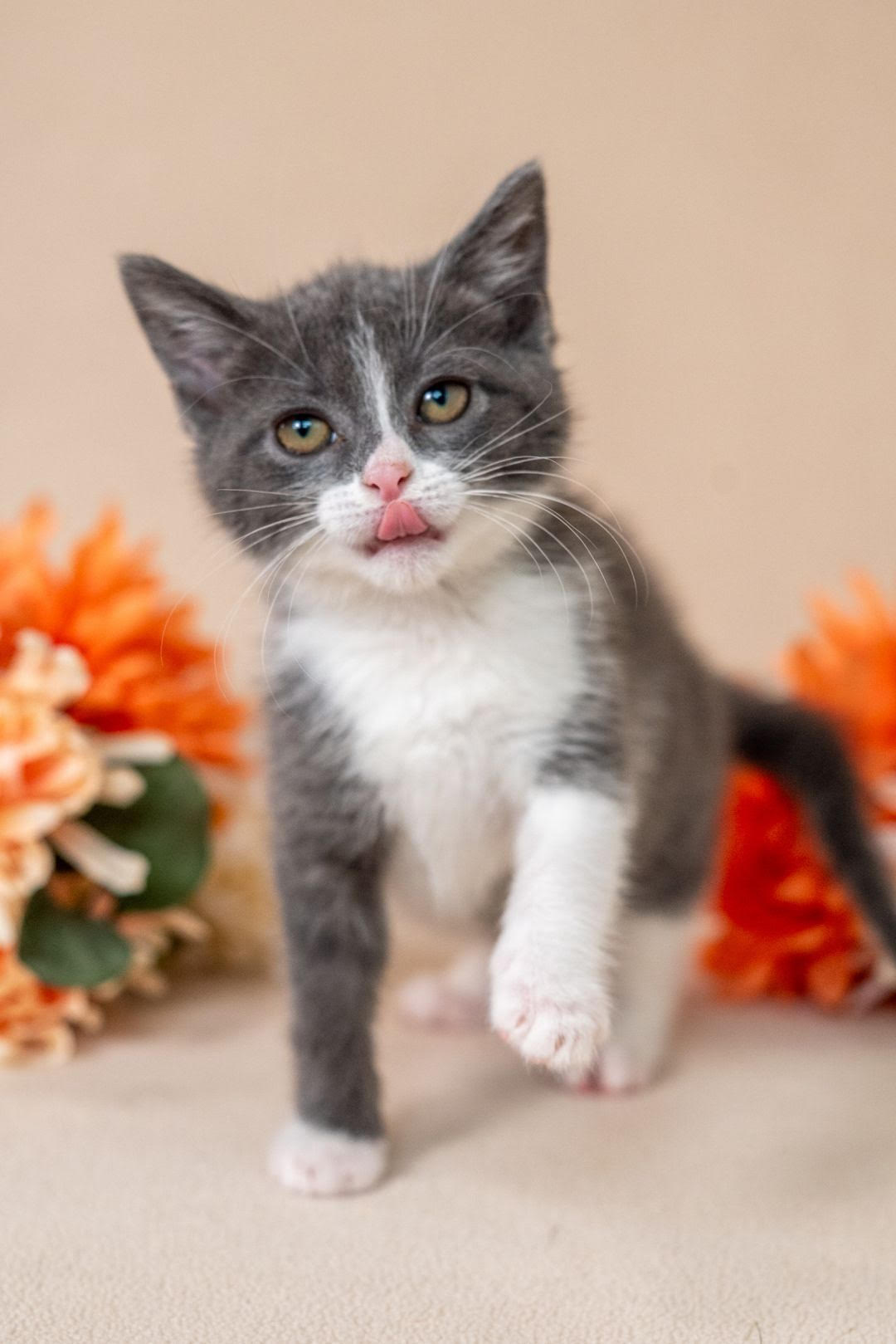 adopt