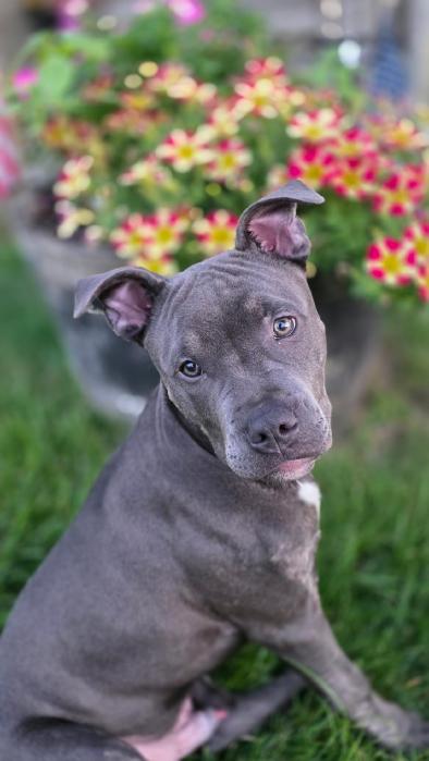 adopt