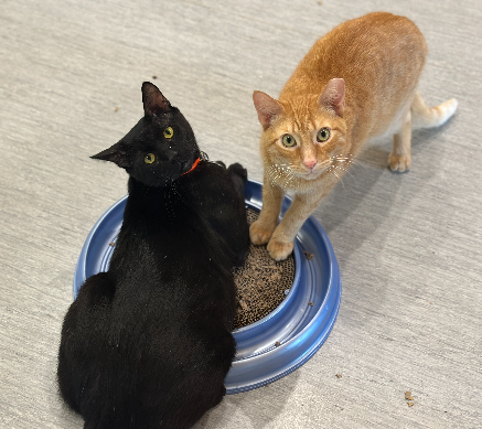 adopt