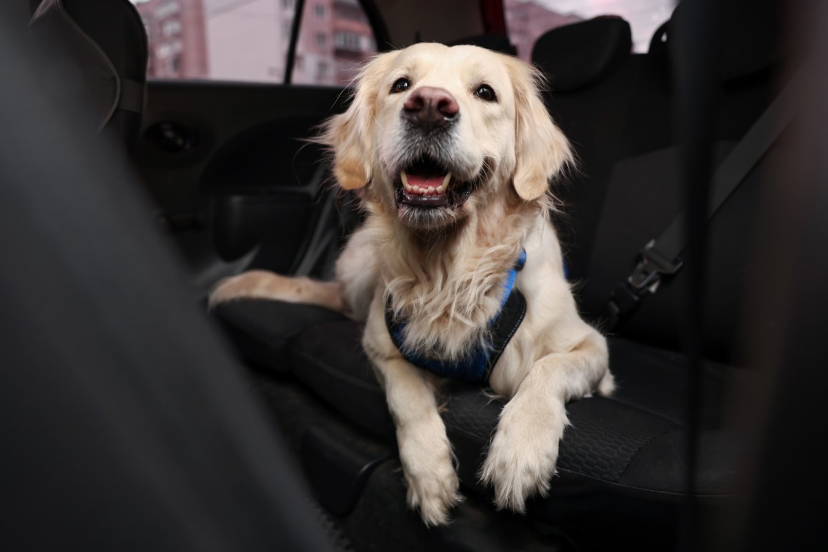 Is your dog at risk? What Long Island pet owners need to know about heatstroke