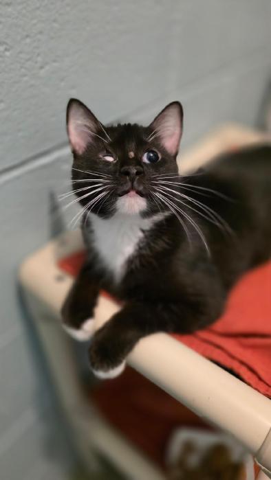 adopt