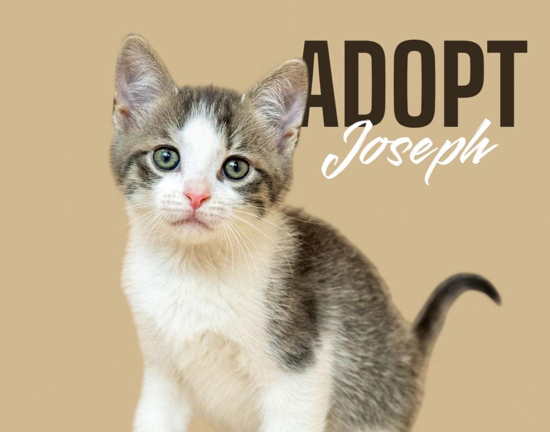 Joseph is one of 12 furry friends who want to be adopted by a fur-ever family this summer!