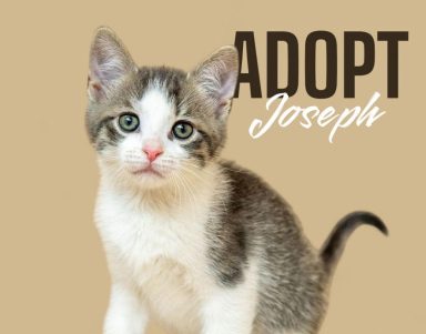 Joseph is one of 12 furry friends who want to be adopted by a fur-ever family this summer!