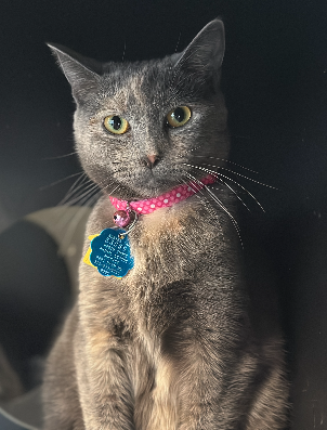 adopt