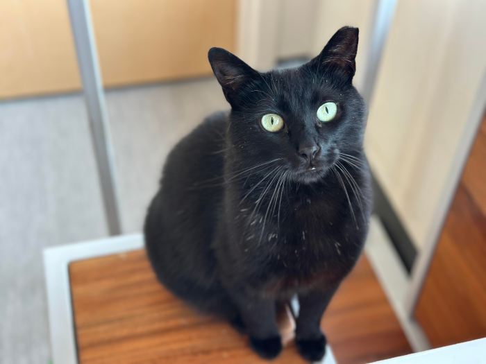 adopt