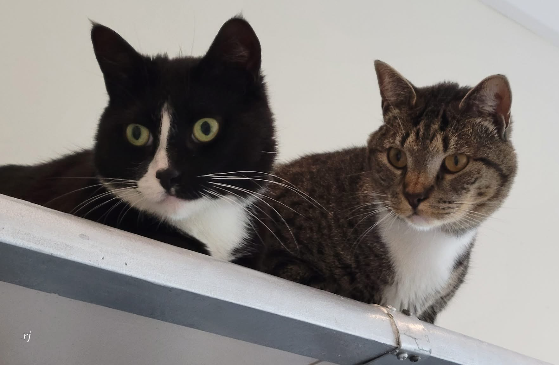 adopt
