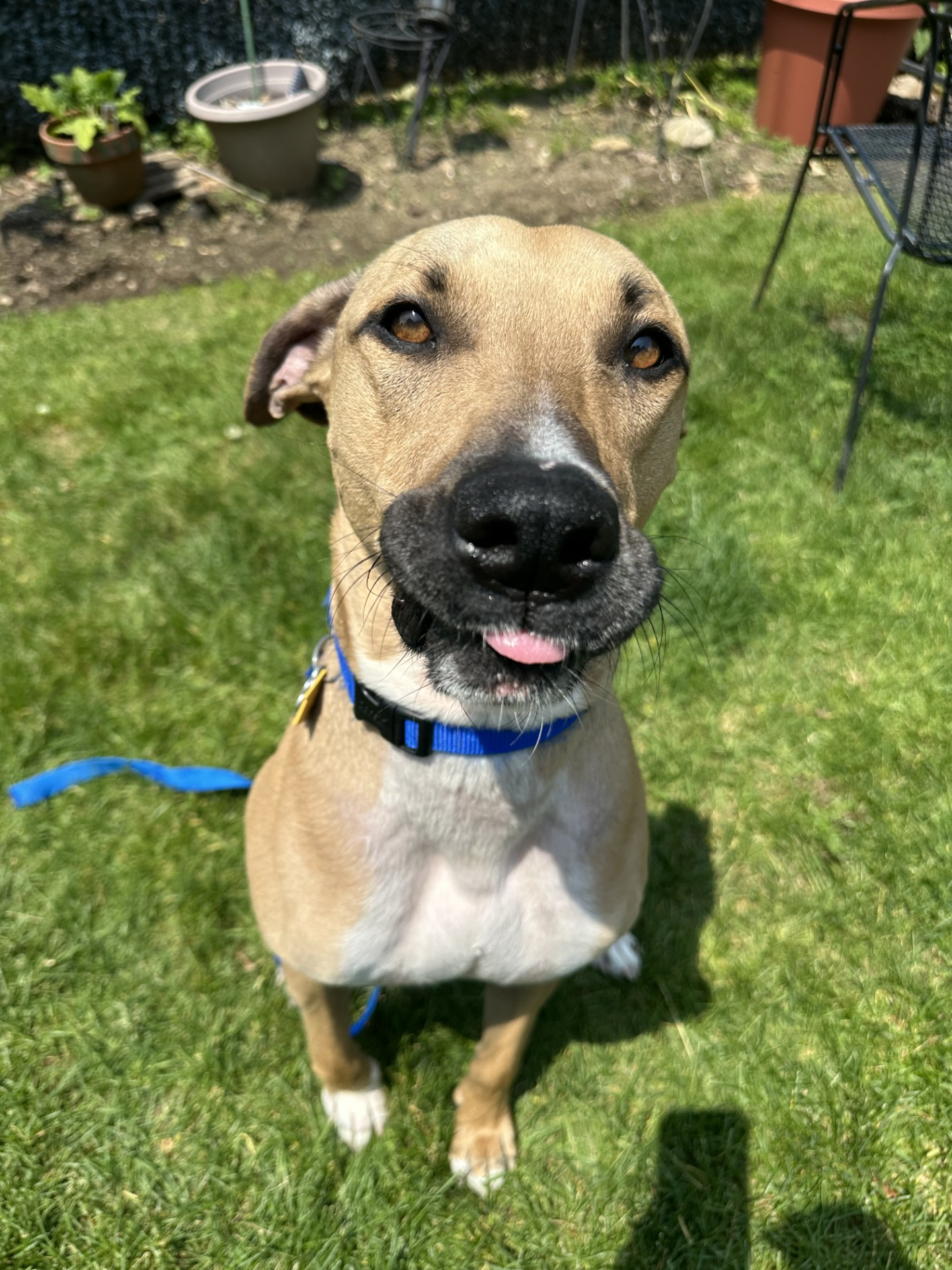 adopt