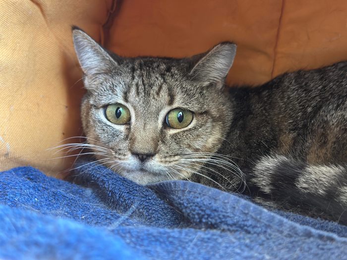 Tikvah is one of the 10 adoptable pals featured this week.