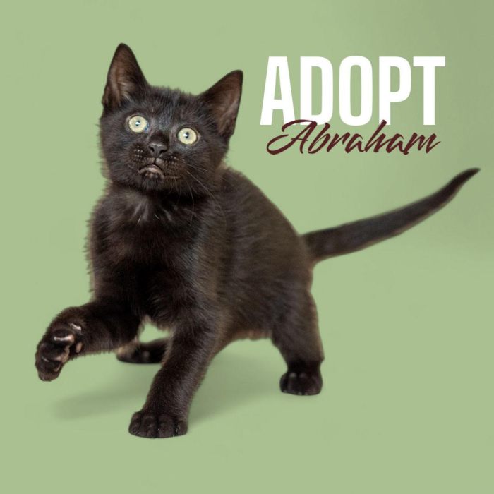adopt