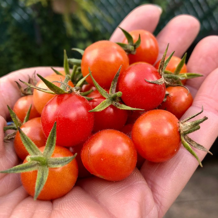 tomatoes