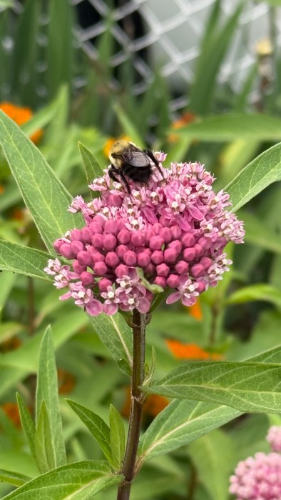 A bee in Xilin Zhang's native plant garden in the front yard of her New Hyde Park home.