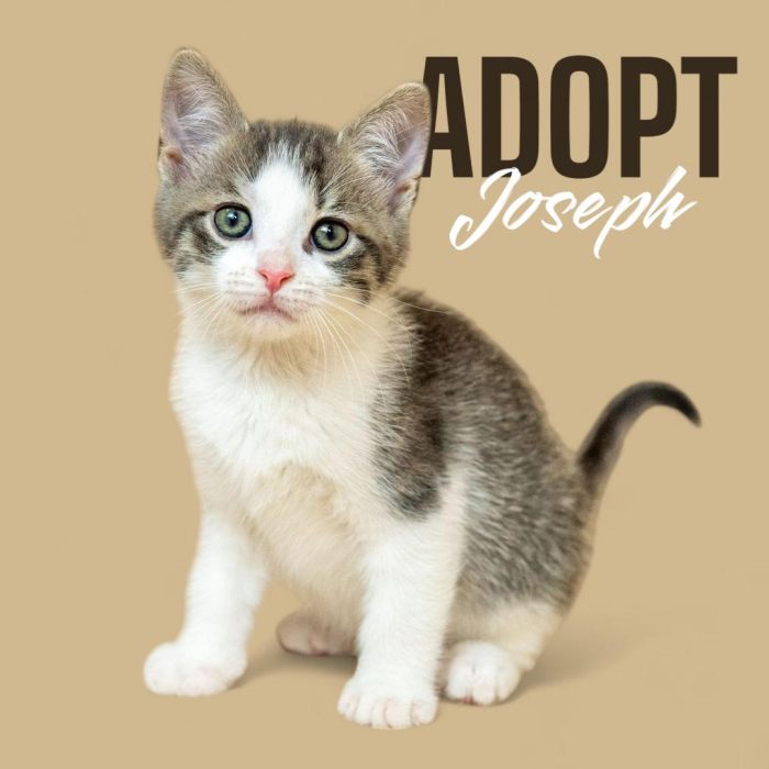 adopt