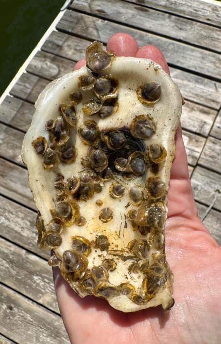 screenshot 2025 07 28 at 4.29.53 pm