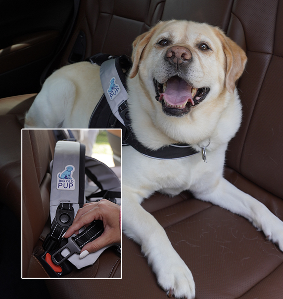 The multi-utility leash system features a car seatbelt for pet safety.