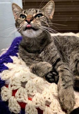 Bianca is one of this week's featured pets looking to be adopted. Could you be her fur-ever home?