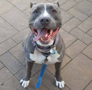 Bobby is one of this week's adoptable pals ready for a lifetime of love!