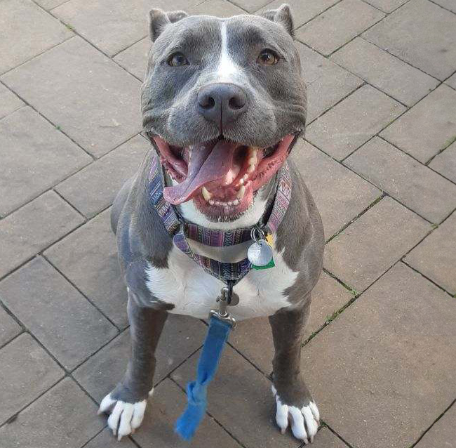 Bobby is one of this week's adoptable pals ready for a lifetime of love!