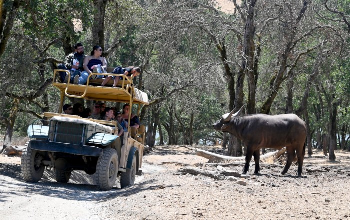 Safari West’s Classic Safari provides close encounters with animals like the Cape Buffalo © Karen Rubin/goingplacesfarandnear.com