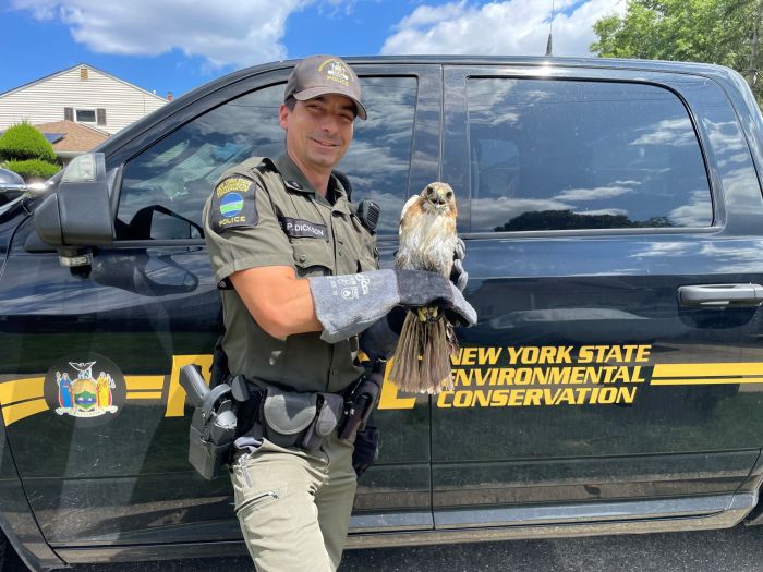 Environmental Conservation Police Officer Brendan Dickson with the rescued red-tailed hawk.