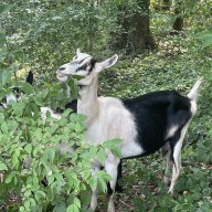 Goats from Green Goats Rhineback were released into five acres of land at the Sands Point Preserve Conservancy for an eco-friendly invasive plant removal.