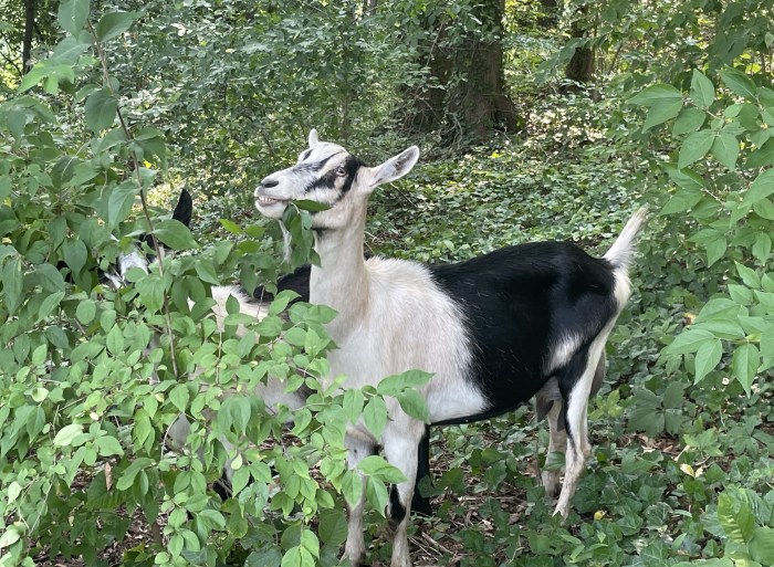 Goats from Green Goats Rhineback were released into five acres of land at the Sands Point Preserve Conservancy for an eco-friendly invasive plant removal.