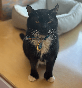 adopt