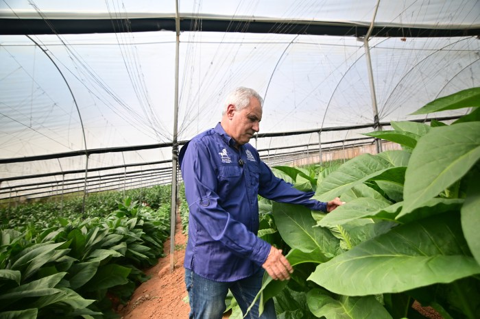 Natura Cigars