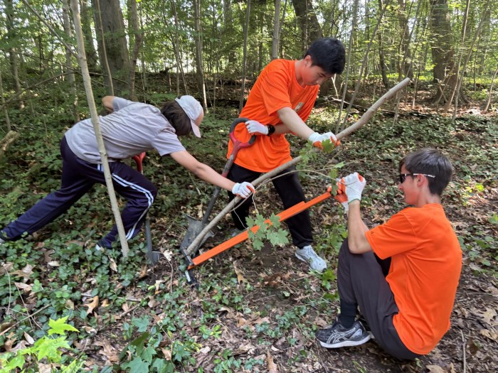 Scouts removing Norway maple saplings with an extractagator and root slayer shovels.