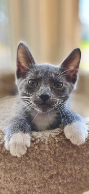 adopt
