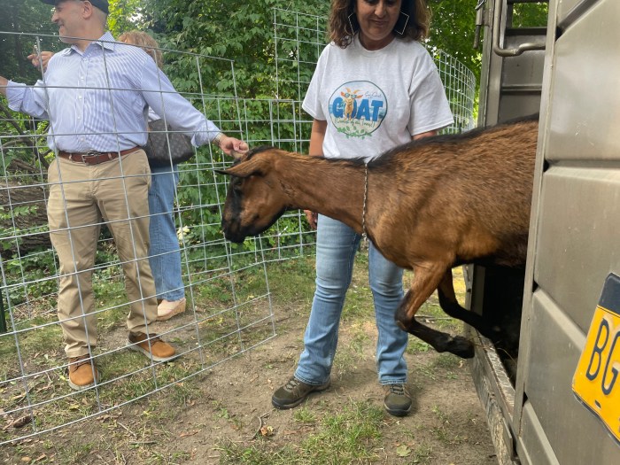 14 goats traveled from Rhineback to their new home in the Preserve.