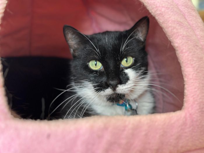 Arik is one of this month's featured pets waiting to be adopted! Could you be his fur-ever home?