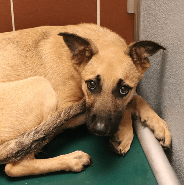 adopt