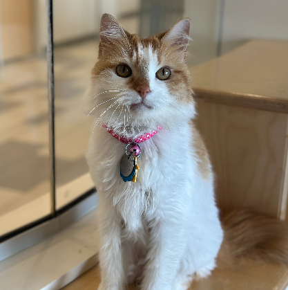 adopt