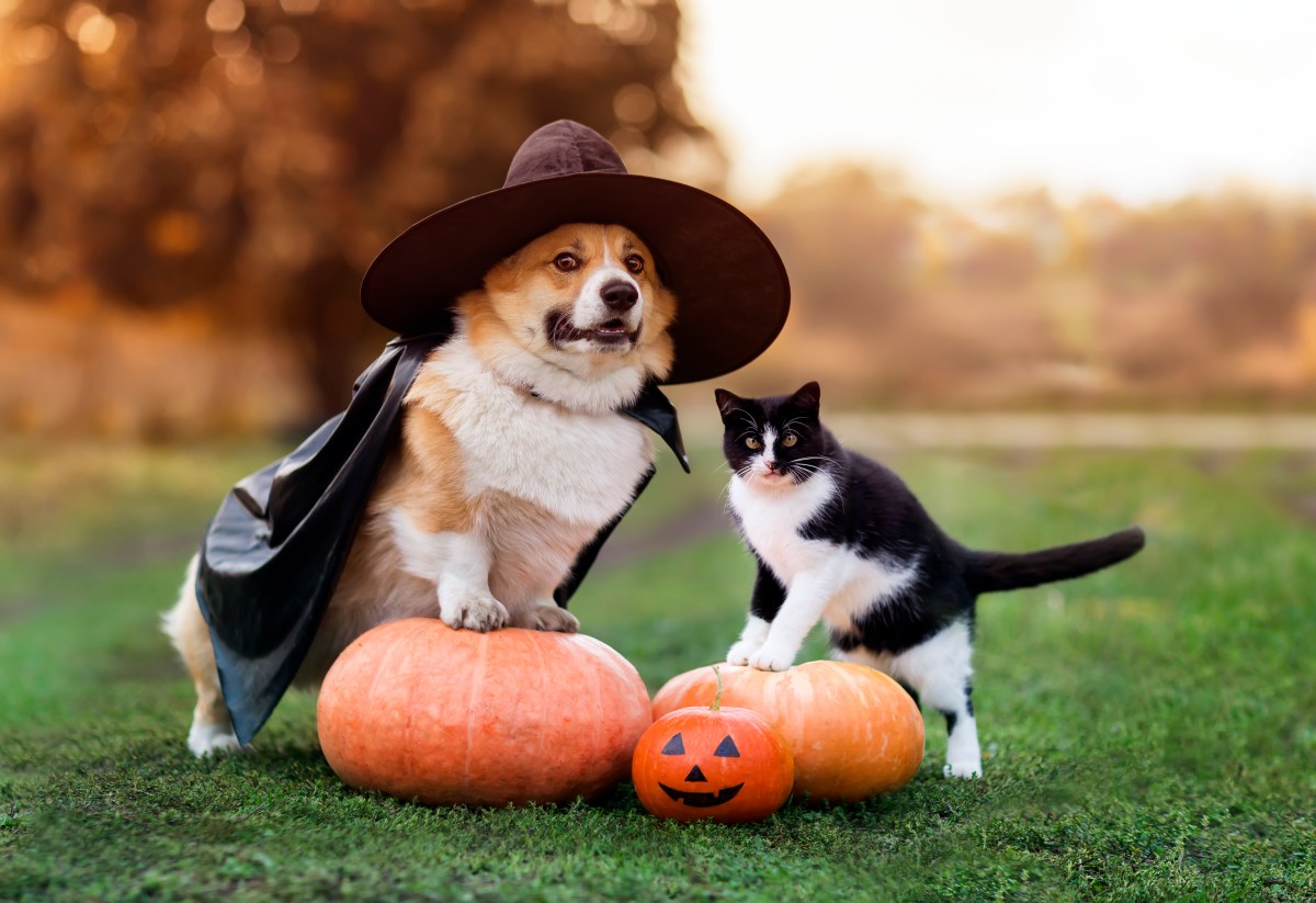 These 10 fall-themed events across Long Island are perfect for anyone who needs a dose of Halloween spirit — or just some puppy love!