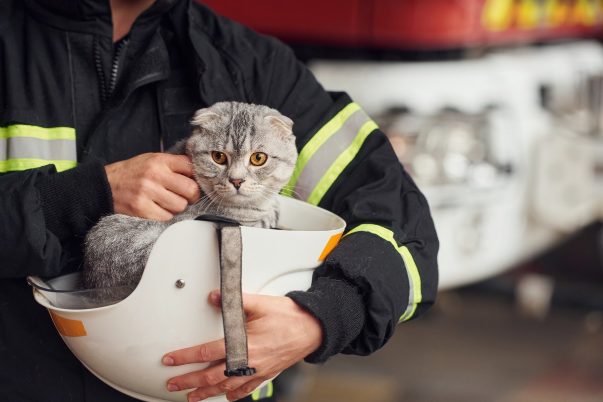 Cat is sitting in the protective helmet. Woman firefighter in uniform is at work in department