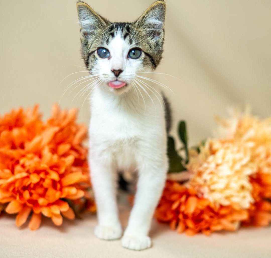 Adopt on Long Island: 12 rescue pets looking for their fur-ever homes