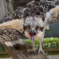 An osprey was rehabilitated and returned to its nest after webcams monitored by PSEG Long Island showed that it could not stand on its own.