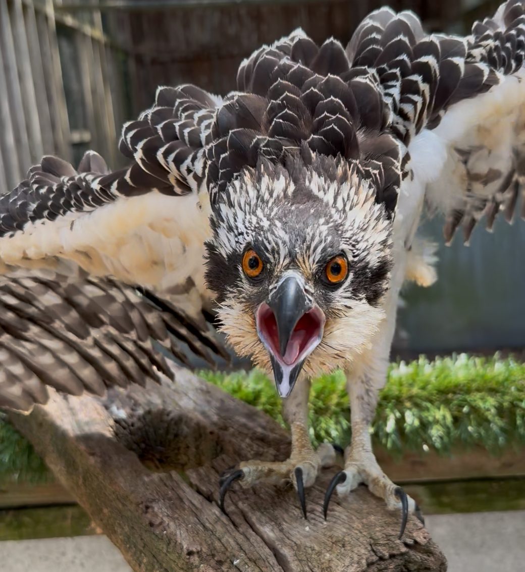 An osprey was rehabilitated and returned to its nest after webcams monitored by PSEG Long Island showed that it could not stand on its own.