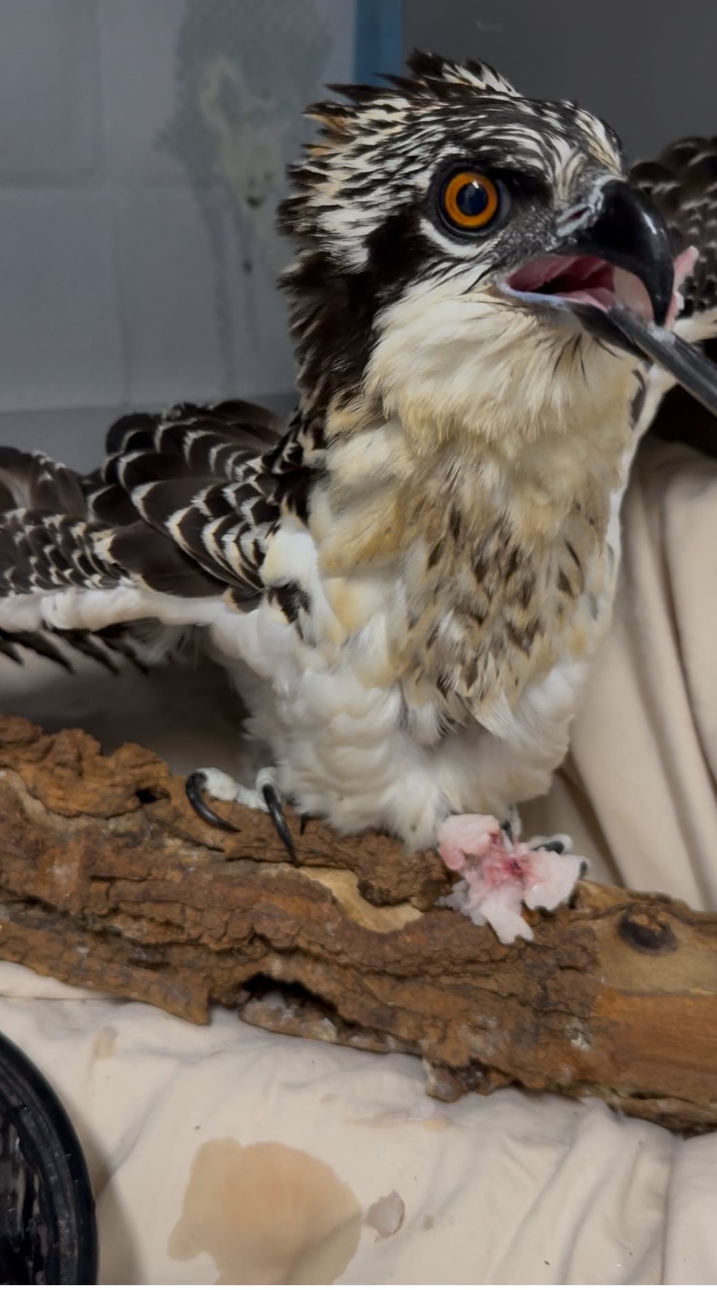 The juvenile osprey could not stand on its own, likely due to competing for food with its siblings.