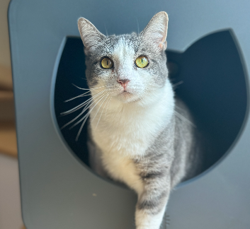 adopt