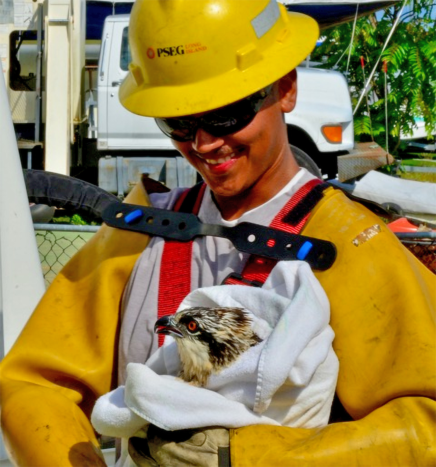 A PSEG lineworker holds the osprey prior to its return to the nest.