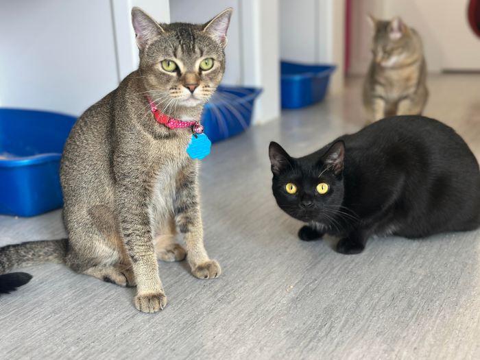 adopt