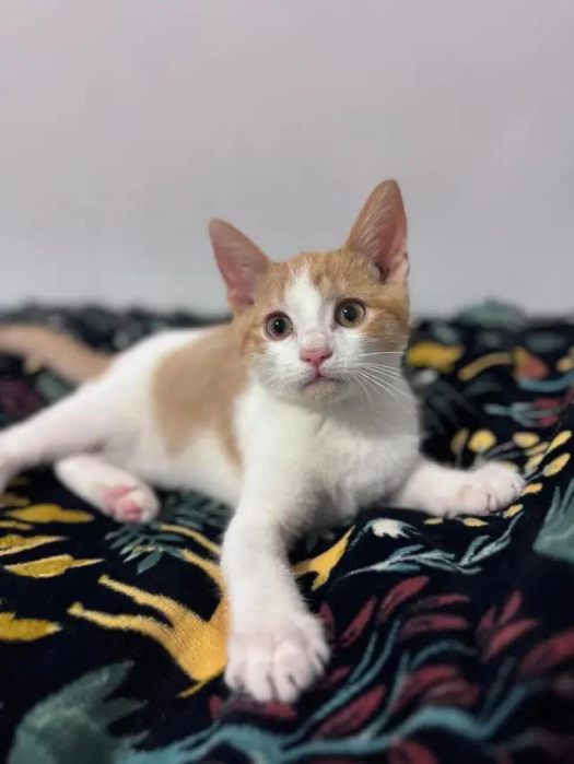 adopt