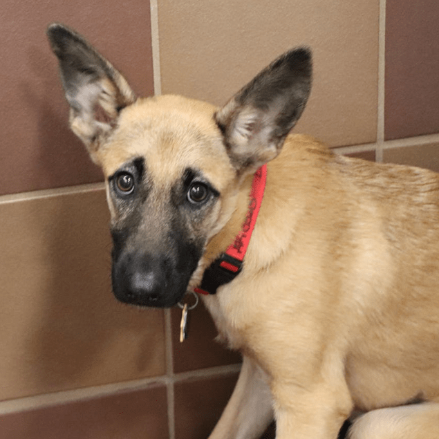 adopt