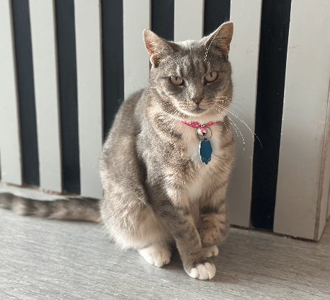adopt