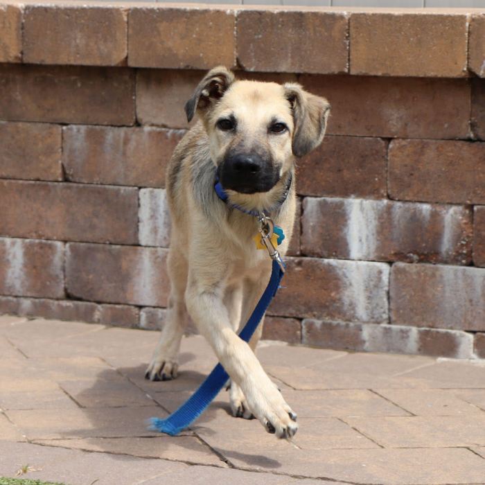 Zamboni is one of this week's adoptable pets!