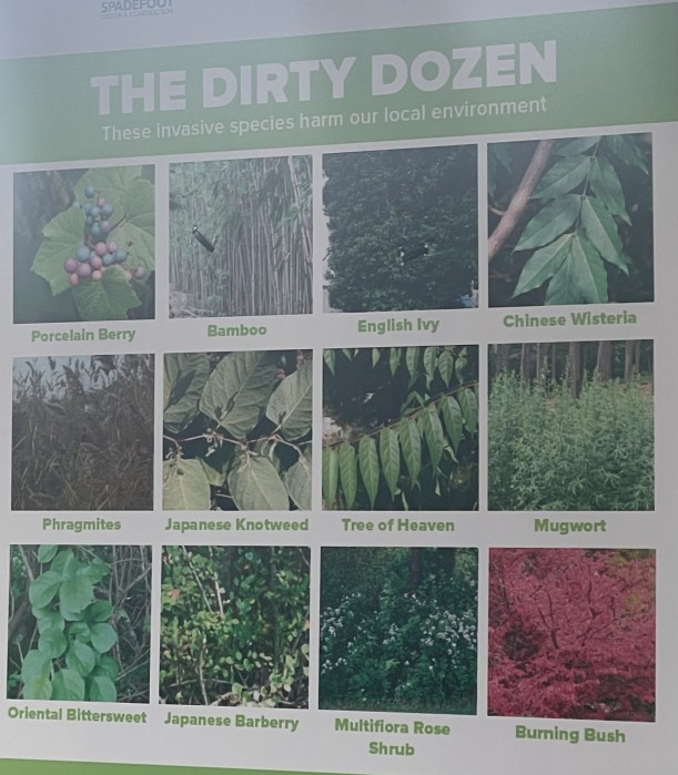 The Town of Hempstead provided graphics of invasive species.