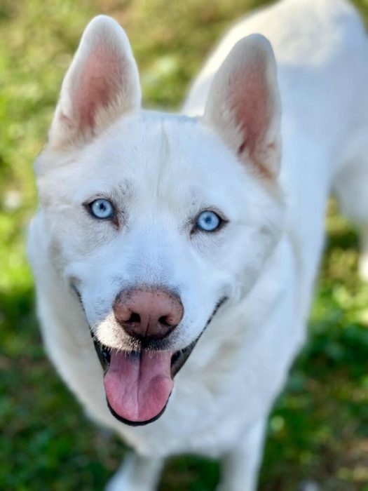 adopt